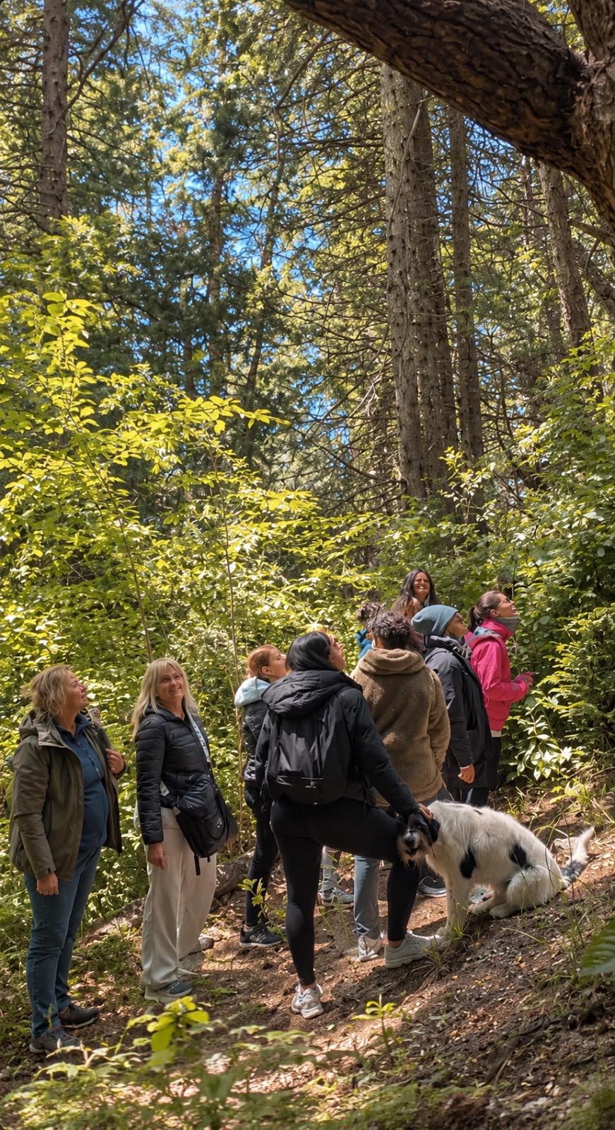 Caminata por el bosque