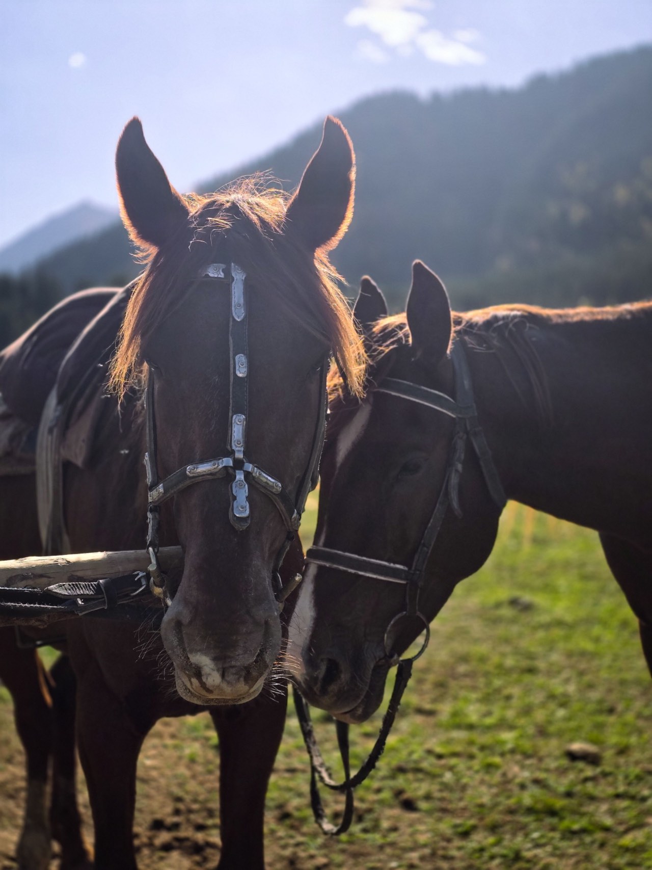 Cabalgata en el paisaje